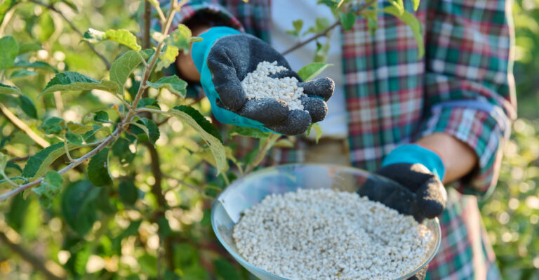 What Happens If You Fertilize Oregon Fruit Trees Too Late In Summer