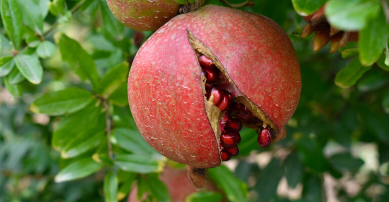 Why California Pomegranates Split Open Just Before They Are Ready To Pick