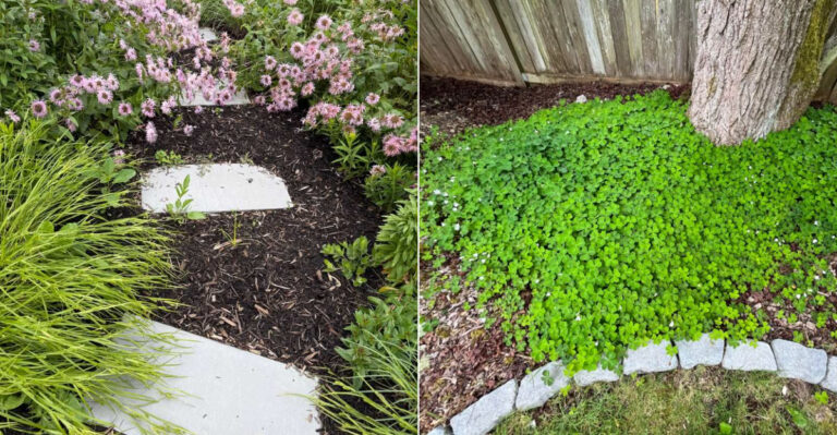 The Groundcover Mistake That Lets Weeds Come Back Within A Year In California