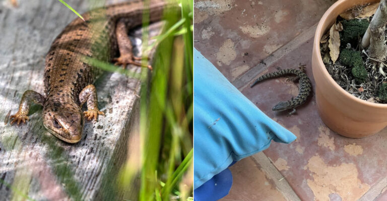 What It Really Means When Alligator Lizards Take Over Your Oregon Yard This Summer