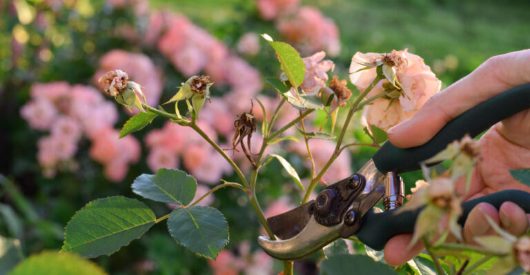The August Garden Task Massachusetts Gardeners Wish They Hadn’t Skipped
