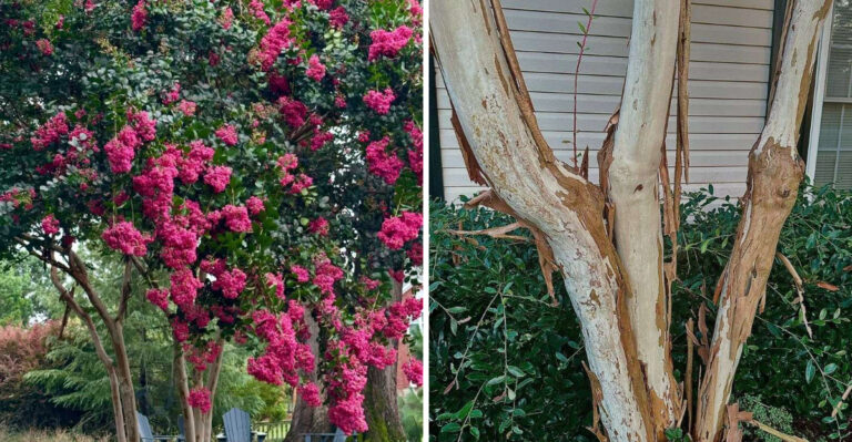 Why North Carolina Crape Myrtle Bark Peels Every Summer And Why That’s Actually A Good Sign