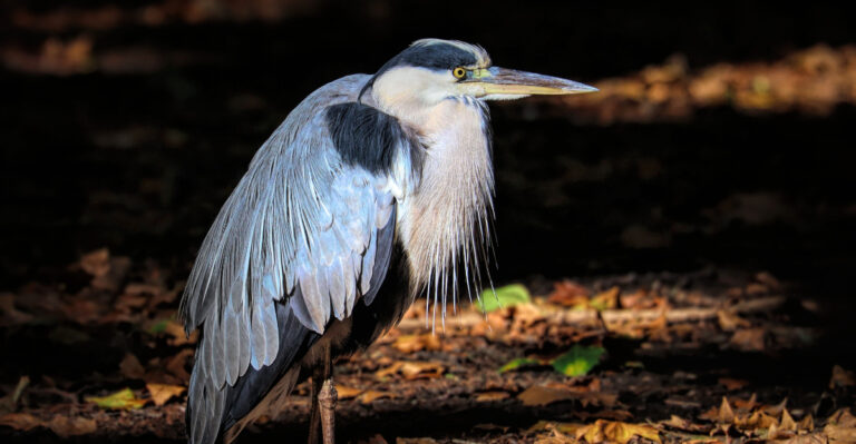 Great Blue Herons (featured image)