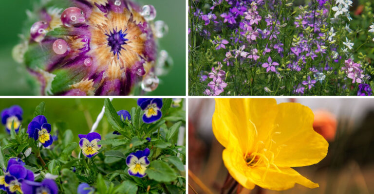 8 Flowers You’ll Regret Planting Because They Self-Seed Everywhere And Never Truly Leave In Vermont