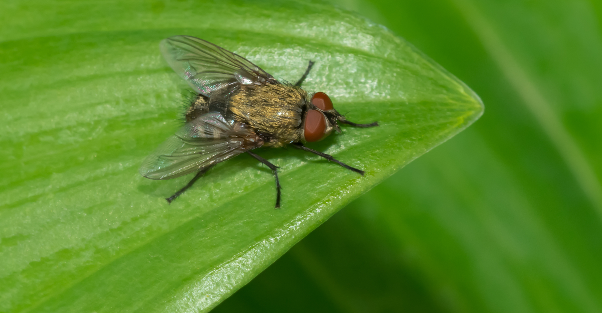 cluster fly