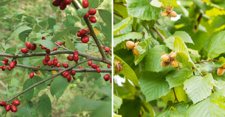 Native Pennsylvania Shrubs Replacing Privacy Fences In Suburban Yards