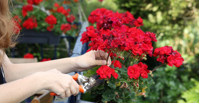 Oregon Late-Summer Geranium Cutback That Can Trigger Another Flush