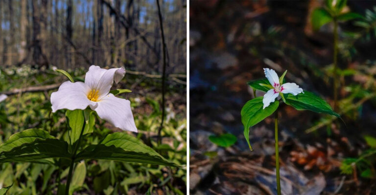 The Native North Carolina Wildflower You Should Never Transplant In Summer No Matter How Carefully You Dig It