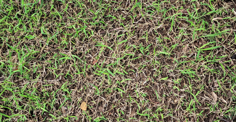 bahia grass