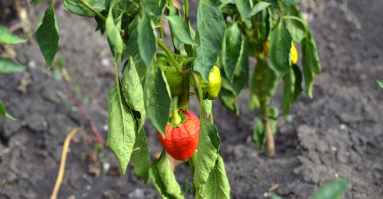 wilting pepper