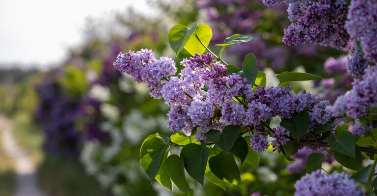 Garden Designers Call This Fragrant Favorite The Next Big Trend For Wyoming Gardens