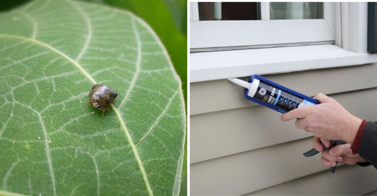 The Reason Kudzu Bugs Are Covering Georgia Homes Right Now