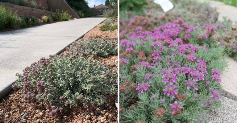 The Groundcover Arizona Homeowners Can Use In A Firewise Landscape