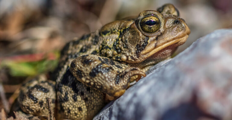 What A Toad Under Your Maryland Steps Really Says About Your Yard