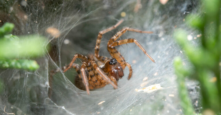 What It Means When You See These Funnel Webs Creeping Across Your New Jersey Lawn