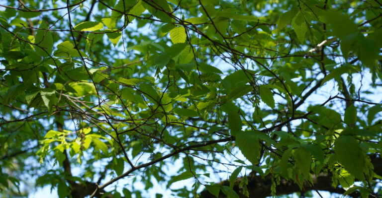The Massachusetts Native Tree That Impresses Without Getting Too Big