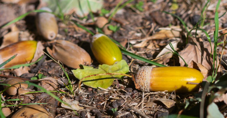 Why New York Oaks Are Dropping Acorns Weeks Ahead Of Schedule