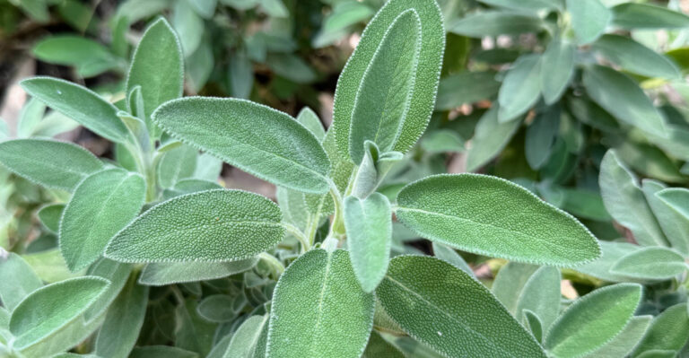 sage