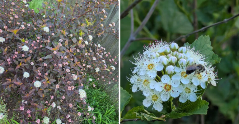 This Native Shrub Is A Better Barberry Alternative For Michigan Homeowners Who Want Color Without Thorns