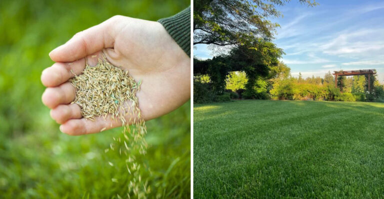 The Georgia Fescue Overseeding Window Gardeners Should Start Preparing For