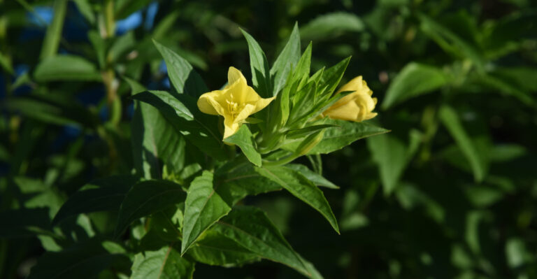evening primrose at night