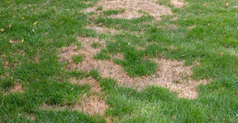8 Things Slowly Turning Your Green Lawn Brown Every Summer