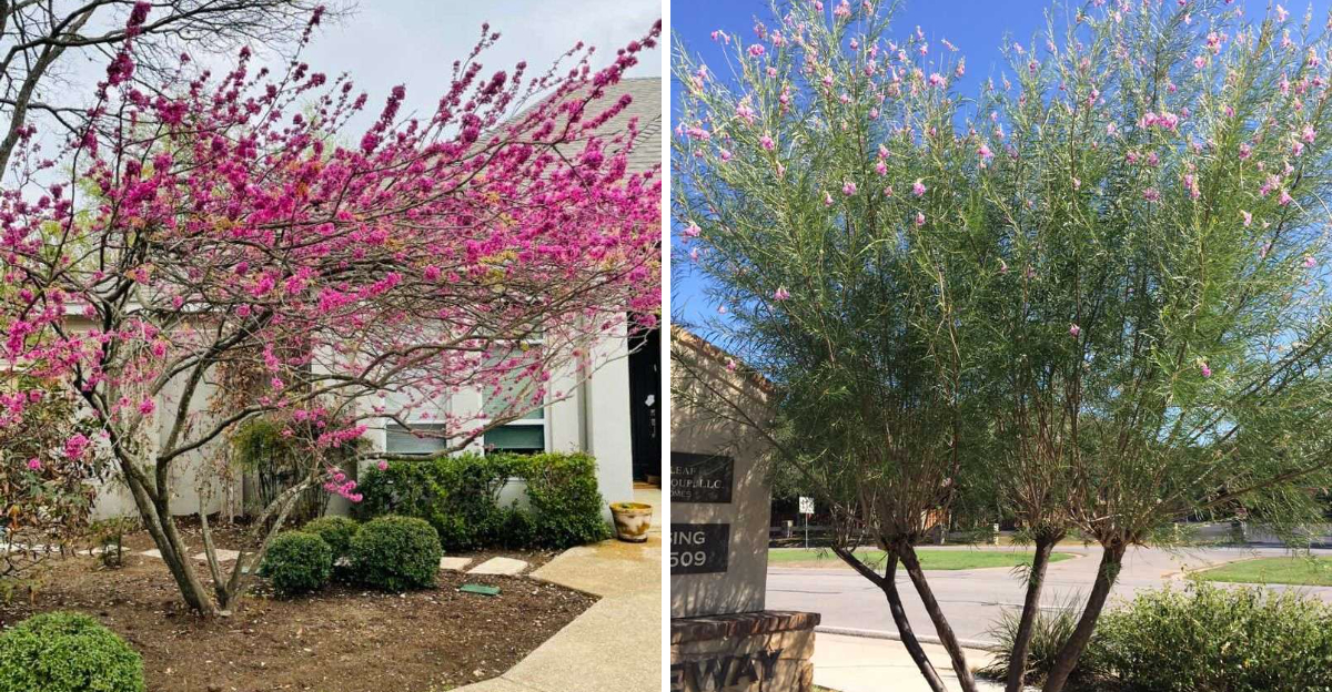 texas redbud and desert willow