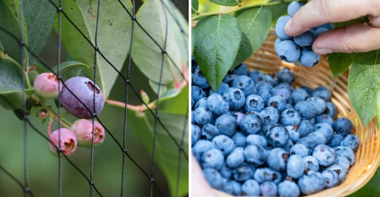The Backyard Fruit Oregon Birds Strip First Before Gardeners Can Harvest It