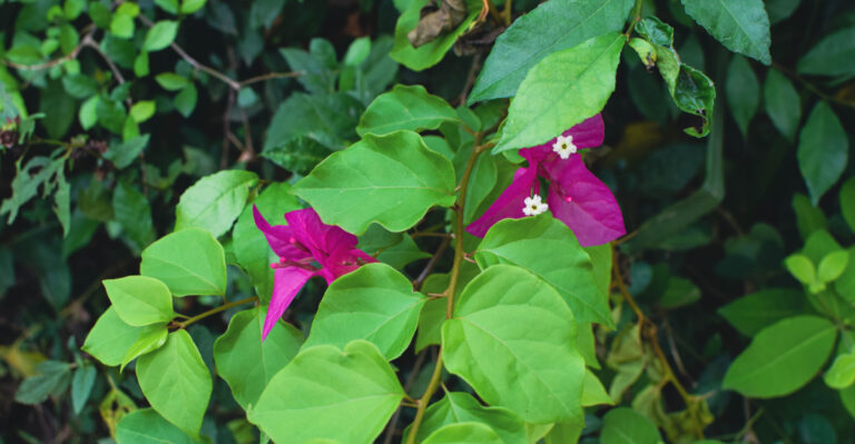 This Is Why California Bougainvillea Produces Leaves Instead Of Flowers
