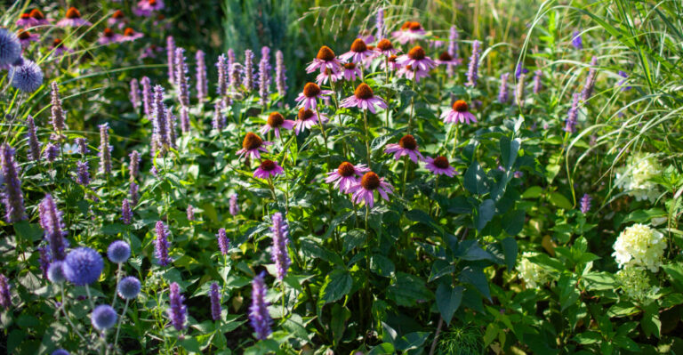 perennials