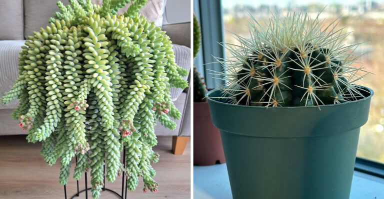The Indoor Plants That Handle Arizona’s Dry Summer Air Without Fuss
