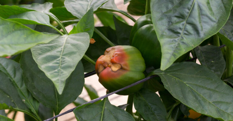 The One Thing North Carolina Peppers Need After Heavy Rain Or Blossom End Rot Will Destroy Them