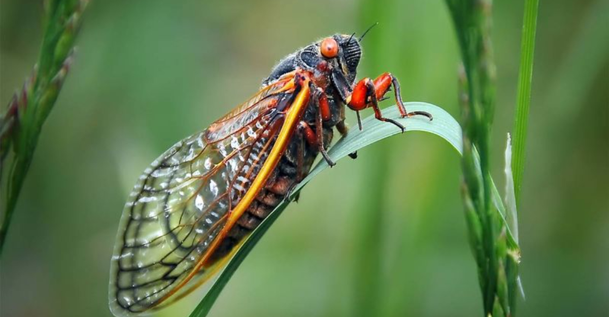 Cicada