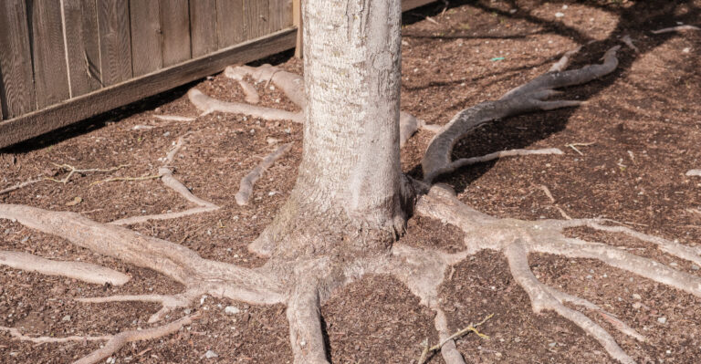 Is It Legal For A Tennessee Neighbor To Cut Tree Roots Crossing The Property Line?