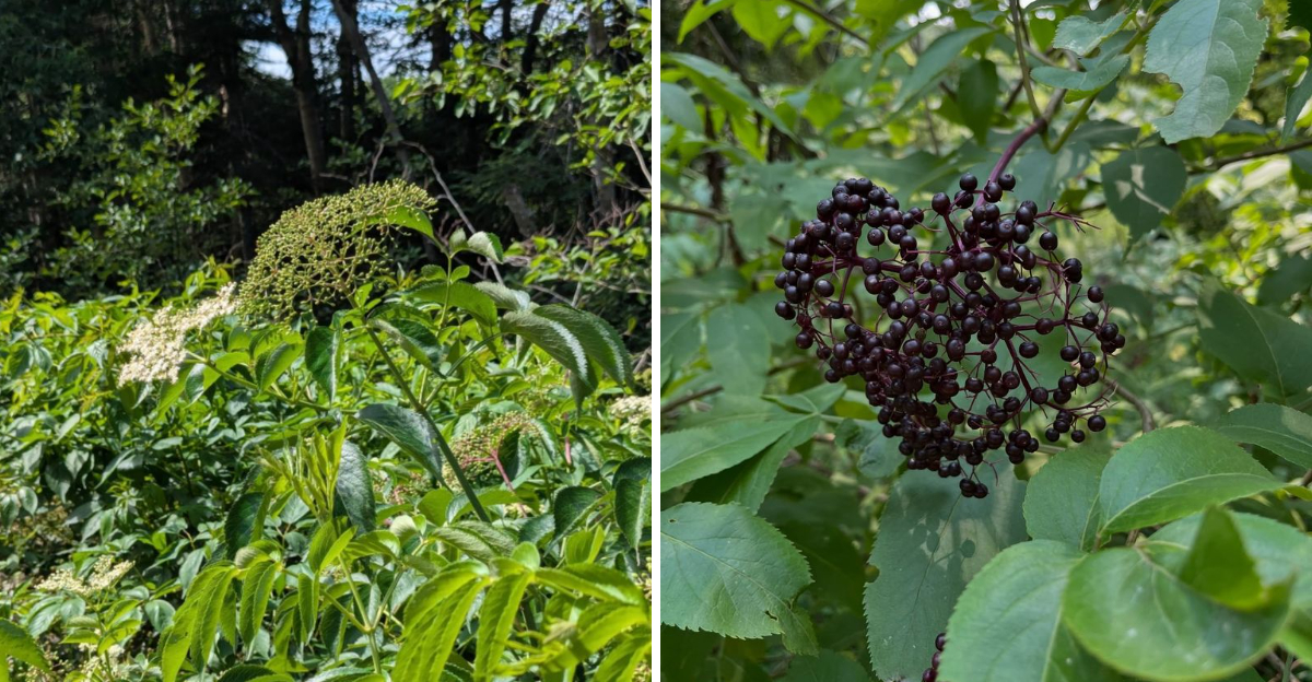 american elderberry