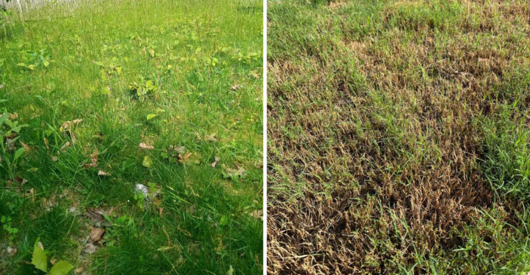 Why Some Michigan Lawns Green Up After Storms While Others Turn Yellow