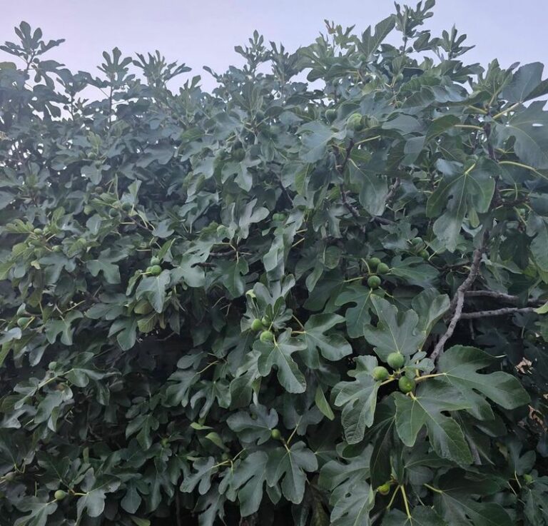 The One Thing North Carolina Fig Trees Need In August For A Heavier Second Crop Of Fruit