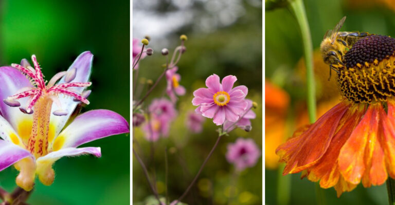 13 Perennials Vermont Gardeners Should Plant In August For Fall Color