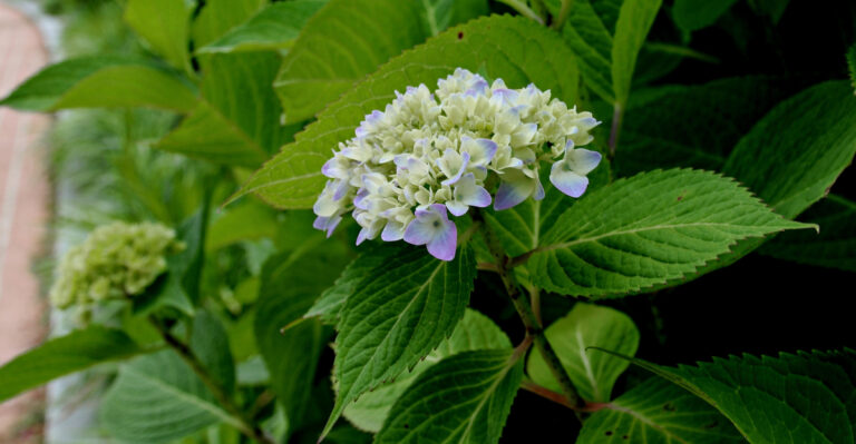 bigleaf hydrangea