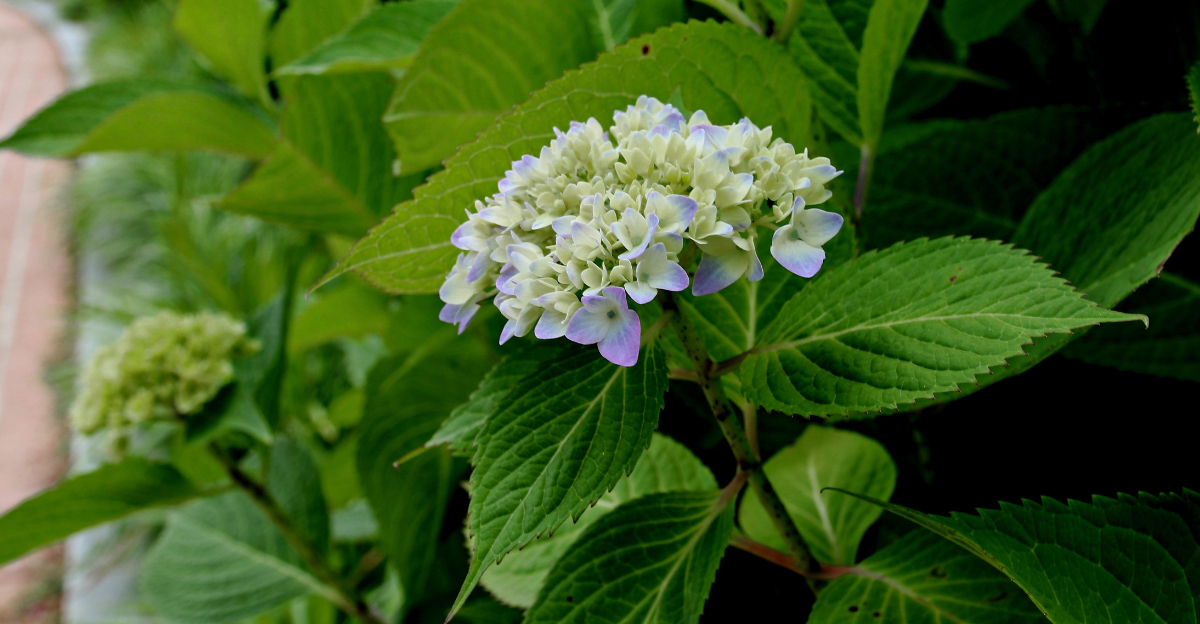 bigleaf hydrangea