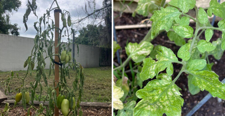 What Suddenly Wilting Tomato Plants In The North Carolina Piedmont Are Really Telling You