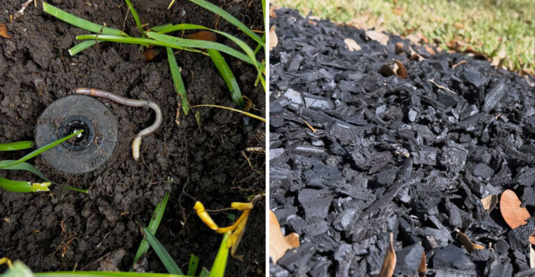 Why Your Florida Yard Is Missing Earthworms And What Finally Brings Them In