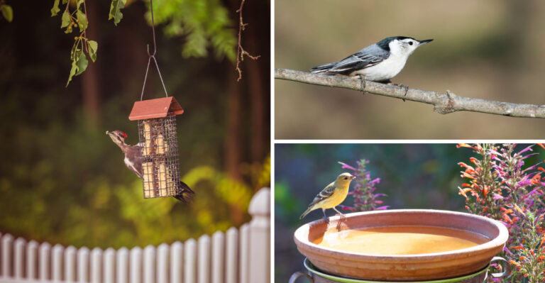 What’s Really Behind Minnesota’s Sudden Backyard Bird Boom