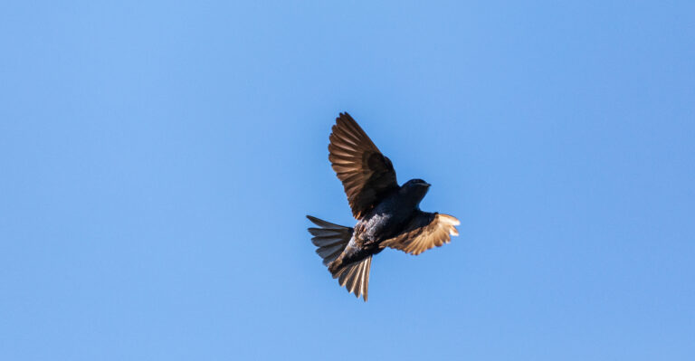 purple martin