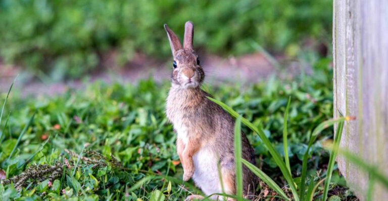 rabbit in garden
