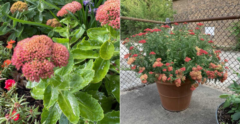 The Late-Summer Plants California Nurseries Discount That Are Actually Worth Buying