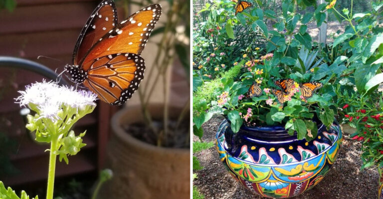 The Meaning Behind Seeing Butterflies On Your Texas Porch This August