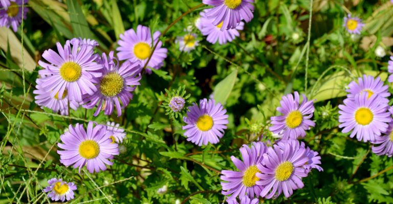 aromatic aster