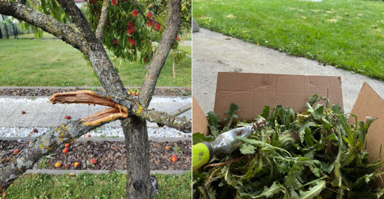 What Oregon Gardeners Should Remove In September Before The Wet Season Begins