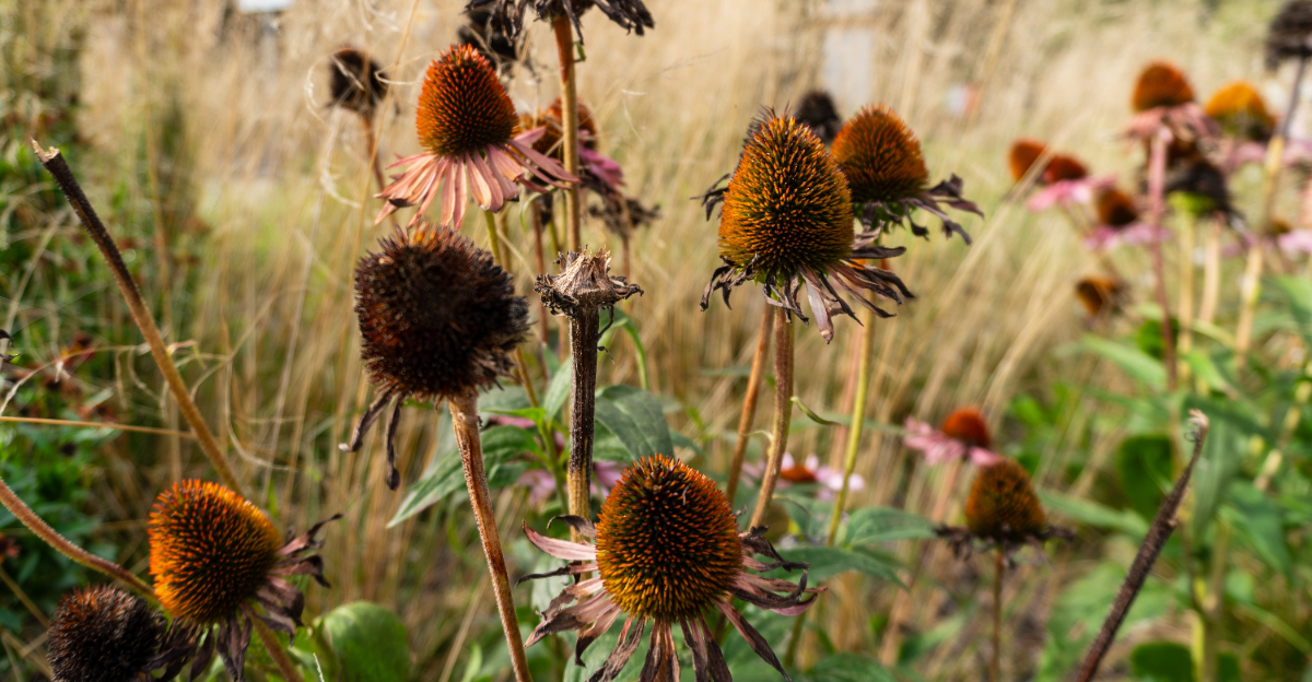 coneflower seed heads